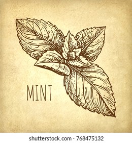 Ink sketch of mint on old paper background. Hand drawn vector illustration. Retro style.