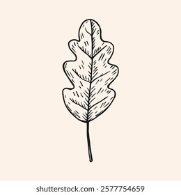 Ink sketch of Oak Leaf. Hand drawn botanical vector illustration oaky plant for logo, sign, print, paper, card. Design element. Foliar tree