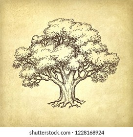 Ink sketch of oak tree. Hand drawn vector illustration on old paper background. Retro style.