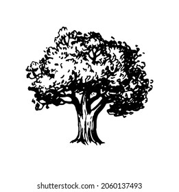 Ink sketch of oak tree. Hand drawn vector illustration isolated on white background. Retro style.