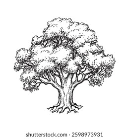 Ink sketch of oak tree. Hand drawn vector illustration isolated on white background. Retro style.
