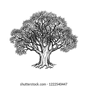 Ink sketch of oak without leaves. Winter tree. Hand drawn vector illustration isolated on white background. Retro style.