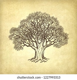 Ink sketch of oak without leaves. Winter tree. Hand drawn vector illustration on old paper background. Retro style.