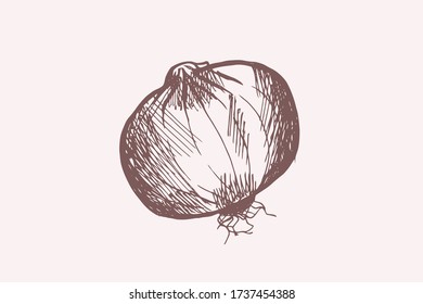 Ink sketch of onion. Hand drawn vector illustration. Retro style.