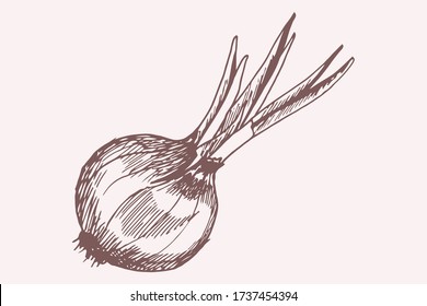 Ink sketch of onion. Hand drawn vector illustration. Retro style.