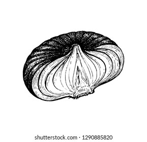 Ink sketch of onion isolated on white background. Hand drawn vector illustration. Retro style.