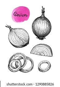 Ink sketch of onion isolated on white background. Hand drawn vector illustration. Retro style.