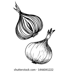 Ink sketch of onion isolated on white background. Hand drawn vector illustration. Retro style