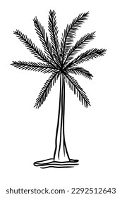 Ink sketch of palm tree. Hand drawn vector illustration. Isolated on white background.