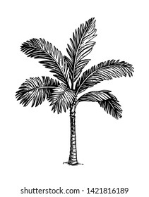 Ink sketch of palm tree. Isolated on white background. Hand drawn vector illustration. Retro style.