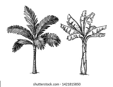 1,417 Palm trees etching Images, Stock Photos & Vectors | Shutterstock