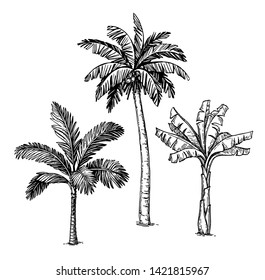 Ink sketch of palm trees. Isolated on white background. Hand drawn vector illustration. Retro style.