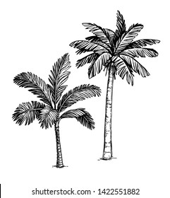 Ink Sketch Of Palm Trees. Isolated On White Background. Hand Drawn Vector Illustration. Retro Style.