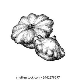 Ink sketch of pattypan squash isolated on white background. Hand drawn vector illustration. Retro style.