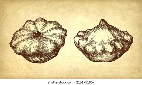 Ink sketch of pattypan squash on old paper background. Hand drawn vector illustration. Retro style stroke drawing.