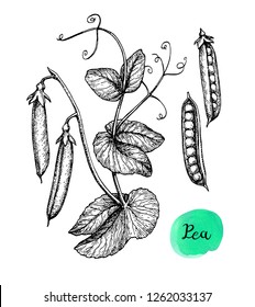 Ink sketch of pea. Isolated on white background. Hand drawn vector illustration. Retro style.