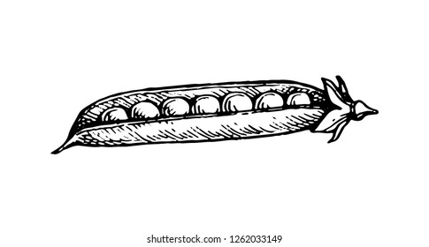 Ink sketch of pea. Isolated on white background. Hand drawn vector illustration. Retro style.