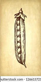 Ink sketch of pea on old paper background. Hand drawn vector illustration. Retro style.