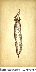 Ink sketch of pea on old paper background. Hand drawn vector illustration. Retro style.