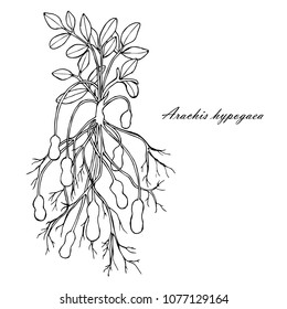 Ink sketch of peanuts with leafs, nuts and roots. Monochrome design element for web, for print stock vector illustration