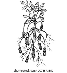 Ink sketch of peanuts with leafs, nuts and roots. Monochrome design element for web, for print stock vector illustration