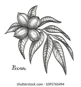 Ink sketch of pecan branch. Isolated on white background. Hand drawn vector illustration. Retro style.