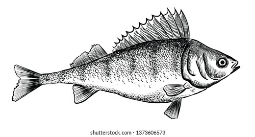 Ink sketch of perch (bass). Hand drawn illustration of river perch. Vector