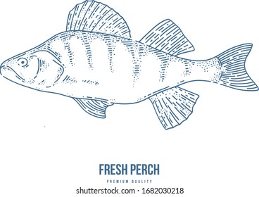 	
Ink sketch of perch fish