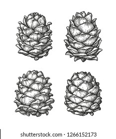 Ink sketch of pine cones. Hand drawn vector illustration isolated on white background. Retro style.