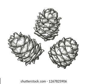 Ink sketch of pine cones. Hand drawn vector illustration isolated on white background. Retro style.