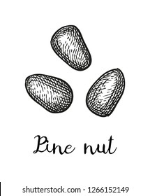 Ink sketch of pine nut. Hand drawn vector illustration isolated on white background. Retro style.