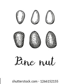 Ink sketch of pine nut. Hand drawn vector illustration isolated on white background. Retro style.