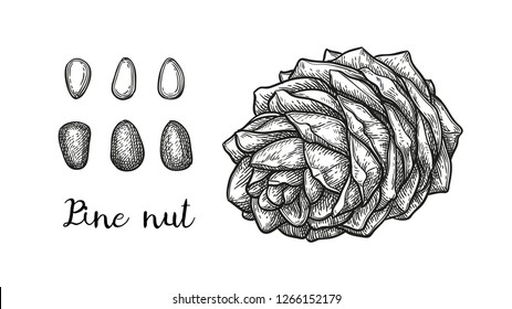 Dibujo en tinta de la tuerca de pino.  Ilustración vectorial dibujada a mano aislada en fondo blanco. Estilo retro.