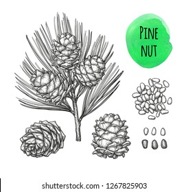 Ink sketch of pine nut. Hand drawn vector illustration isolated on white background. Retro style.