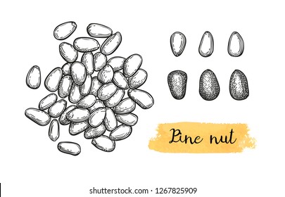 Ink sketch of pine nut. Hand drawn vector illustration isolated on white background. Retro style.