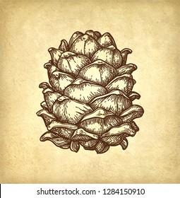 Ink sketch of pine nut. Hand drawn vector illustration on old paper background. Retro style.