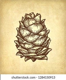 Ink sketch of pine nut. Hand drawn vector illustration on old paper background. Retro style.