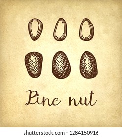 Ink sketch of pine nut. Hand drawn vector illustration on old paper background. Retro style.
