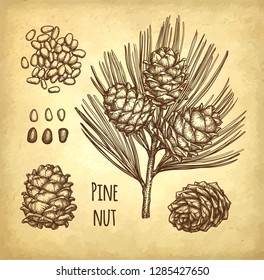 Ink sketch of pine nut. Hand drawn vector illustration on old paper background. Retro style.