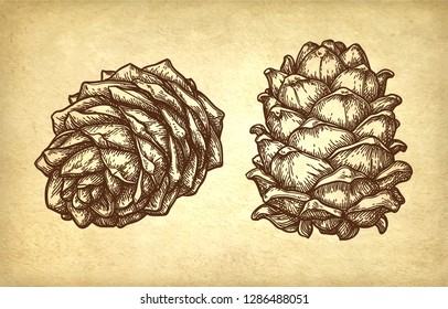 Ink sketch of pine nut. Hand drawn vector illustration on old paper background. Retro style.