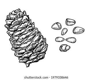 Tintenfisch-Skizze von Kiefernmutter. Pinienkerne und Zedern-Kegel. Handgezeichnete Vektorgrafik einzeln auf weißem Hintergrund. Bio gesunde Lebensmittel. Ideal für Verpackungsdesign. Gravierstil