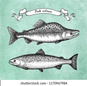 Ink sketch of pink (humpback) salmon. Hand drawn vector illustration of fish on old paper background. Retro style.
