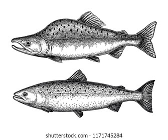 Ink sketch of pink (humpback) salmon. Hand drawn vector illustration of fish isolated on white background. Retro style.