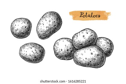 Ink sketch of potatoes. Isolated on white background. Hand drawn vector illustration. Retro style.