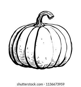 Ink sketch of pumpkin isolated on white background. Hand drawn vector illustration of a sketch style. . Retro style.