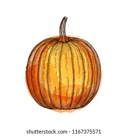 Ink sketch of pumpkin isolated on white background. Hand drawn watercolor vector illustration. Retro style.