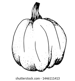 Ink sketch of  pumpkin isolated on white background. Hand drawn vector illustration. Retro style