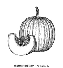 Ink sketch of pumpkin isolated on white background. Hand drawn vector illustration. Retro style.
