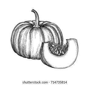 Ink sketch of pumpkin isolated on white background. Hand drawn vector illustration. Retro style.