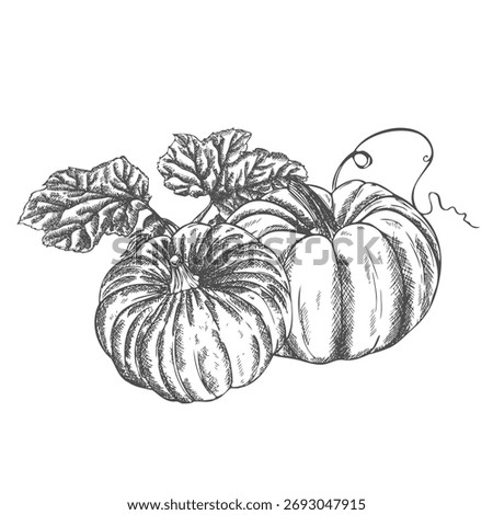 Ink sketch of pumpkin isolated on white background. Hand drawn vector illustration.